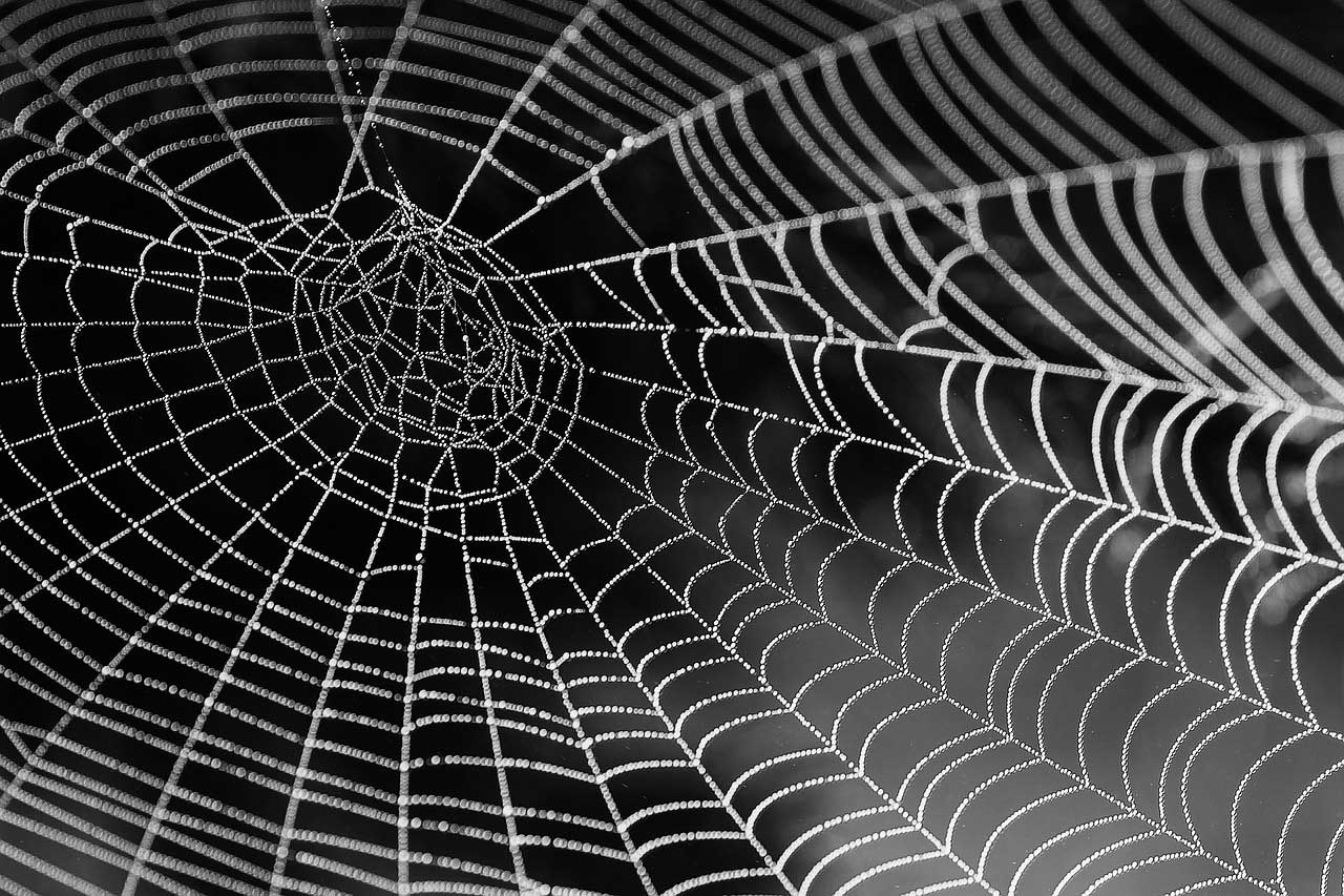 scientists-discovered-a-protein-in-strongest-spider-web-material-tech