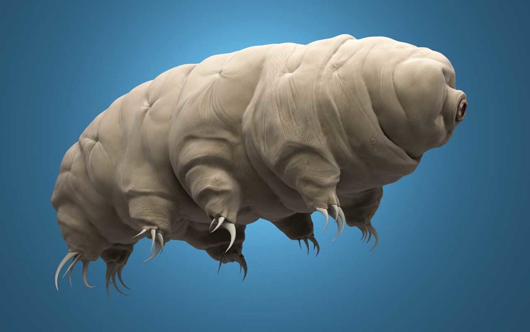 A New Understanding Of How Tardigrades Are Protected In Extreme Conditions