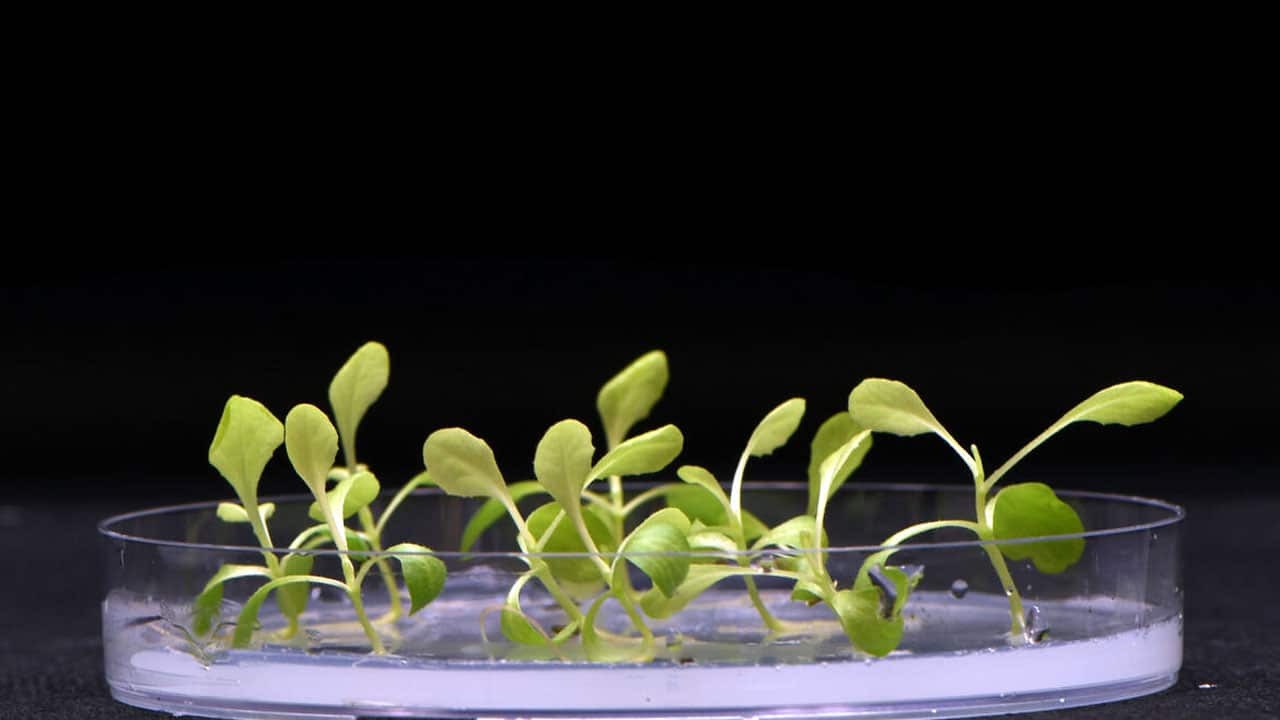Producing food without sunshine using artificial Photosynthesis