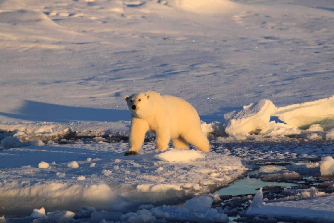 The relationship between greenhouse gas emissions and polar bear survival rates thumbnail