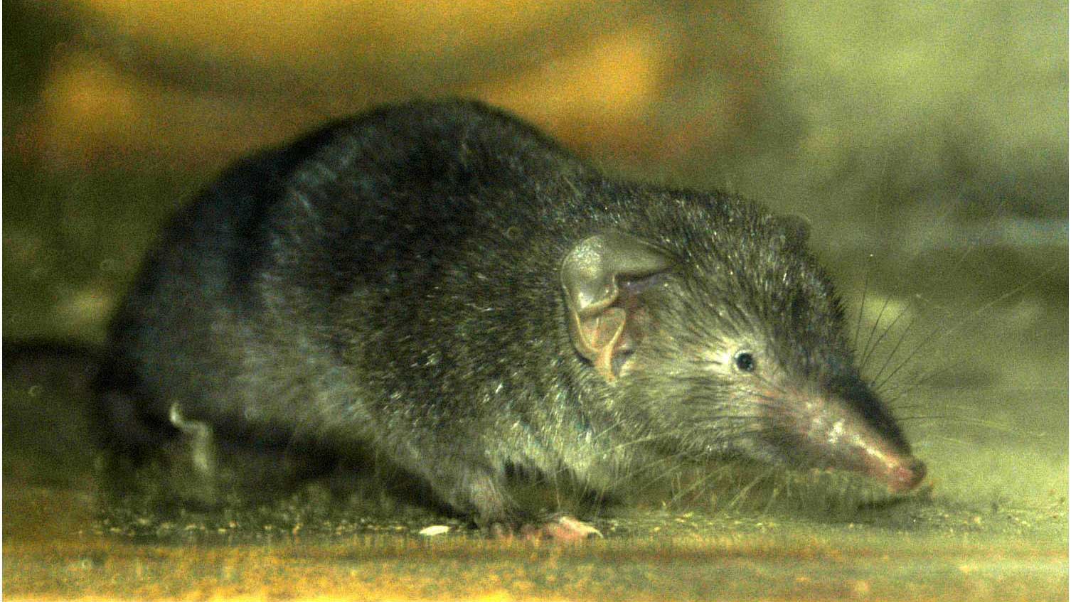 Obesity-resistant shrews can aid weight loss in mice thumbnail