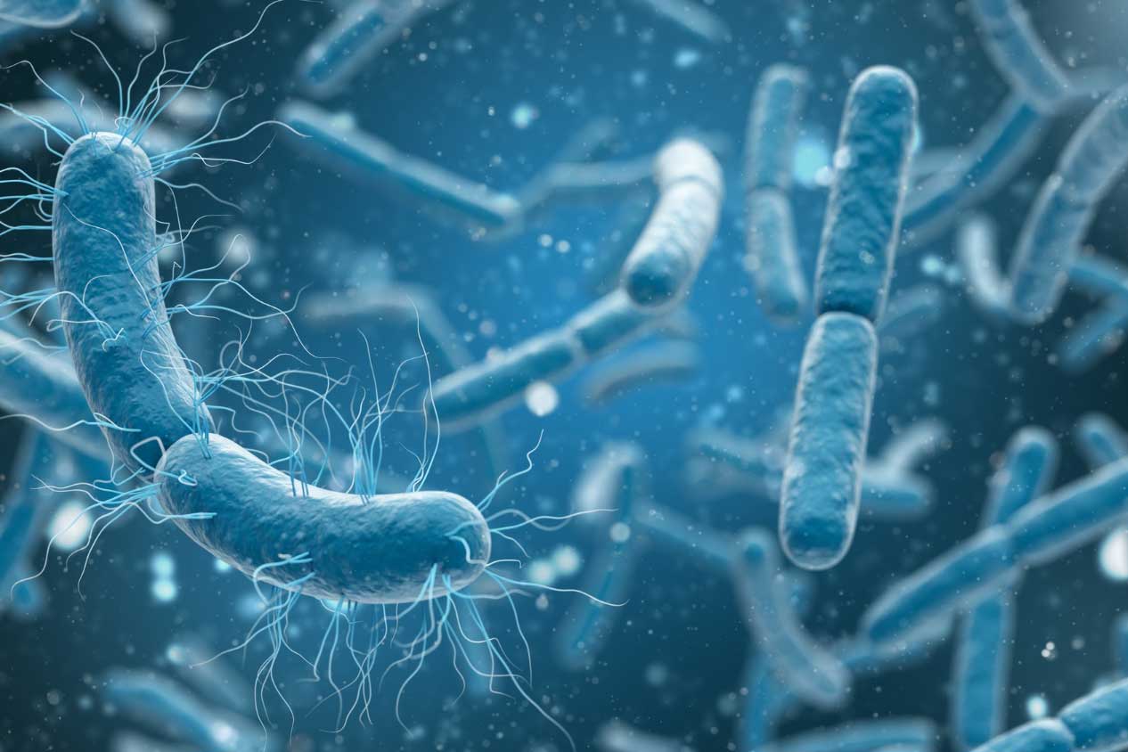 E. coli shows a heightened ability to evolve antibiotic resistance thumbnail