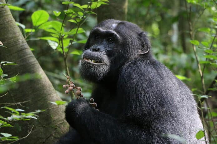 A Budongo chimpanzee