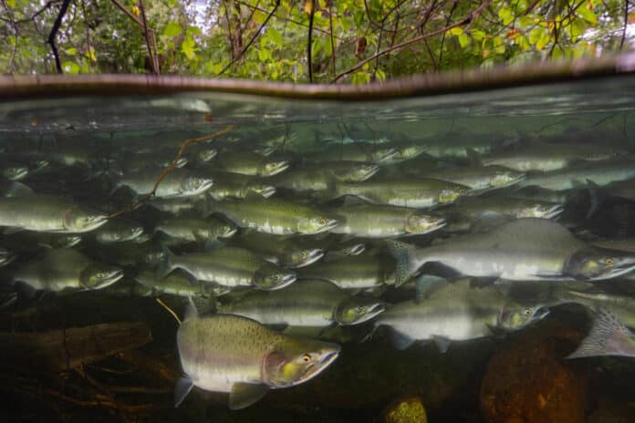 A school of pink salmon