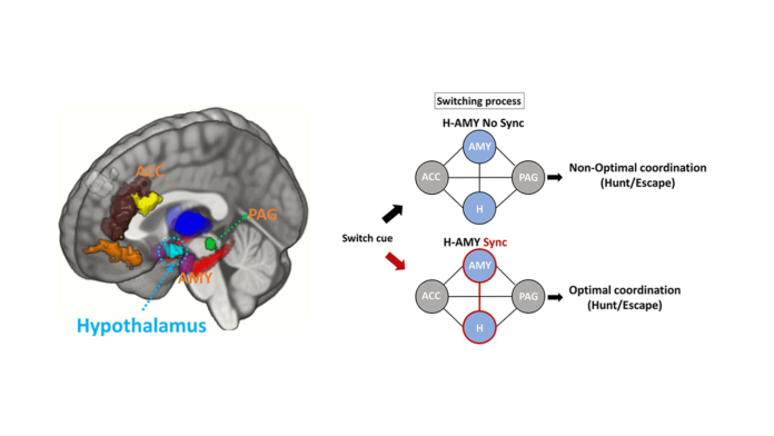 figure illustrates the hypothalamus