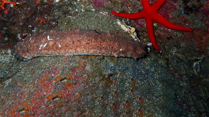 The sea cucumber Holothuria tubulosa.