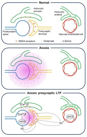 Image showing The aLTP process is activated when the brain is temporarily deprived of oxygen and glutamate levels increase. If aLTP is maintained for an extended period, this hijacks the normal functioning of the memory strengthening process (LTP), resulting in memory loss. Blocking nitric oxide (NO) synthesis or the molecular pathways that boost glutamate release eventually stops aLTP.