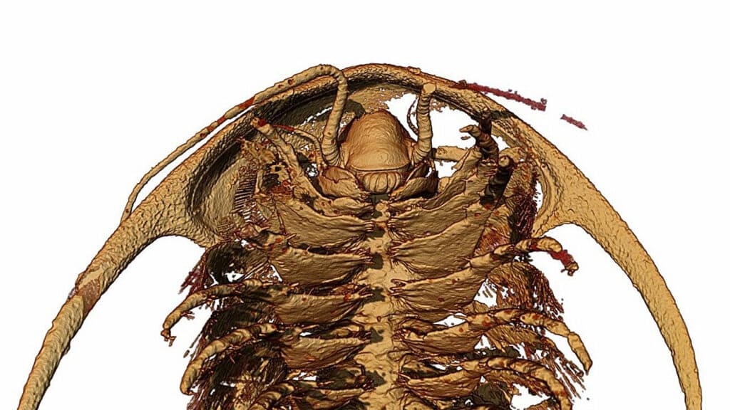 Microtomographic reconstruction of the head and anterior trunk (“body”) limbs of the trilobite Protolenus (Hupeolenus) in ventral view.