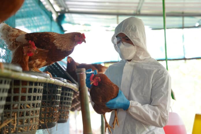 Bird flu veterinarians vaccinate against diseases in poultry such as farm chickens h5n1 h5n6