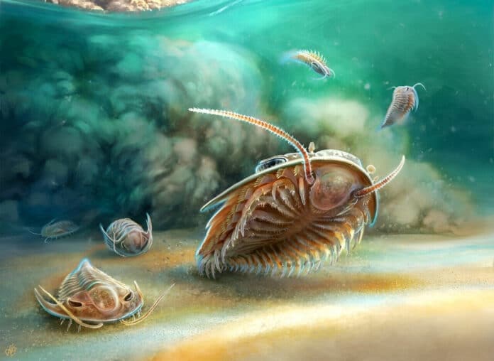 Artistic reconstruction of two species of trilobite an instant before burial in a flow of volcanic ash 510 million years ago.