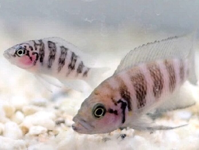 Image showing Helper (left) and dominant breeder/parent (right) of Neolamprologus savoryi