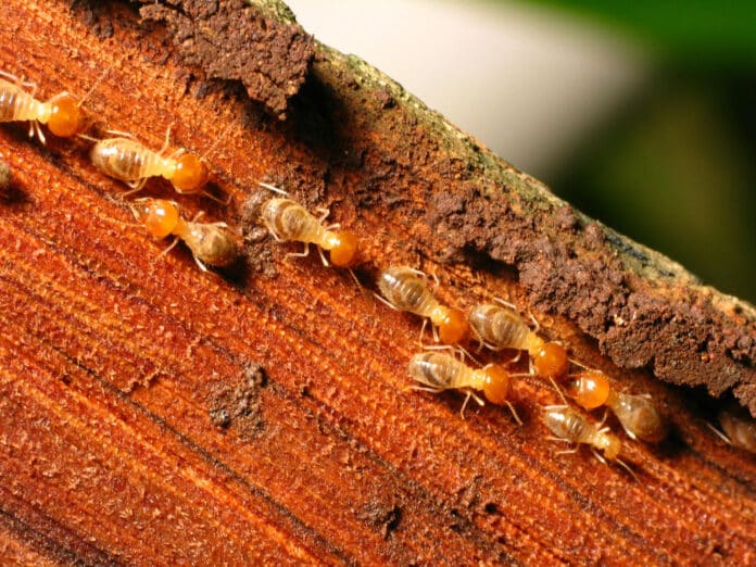 Close-up of termites on tree trunk