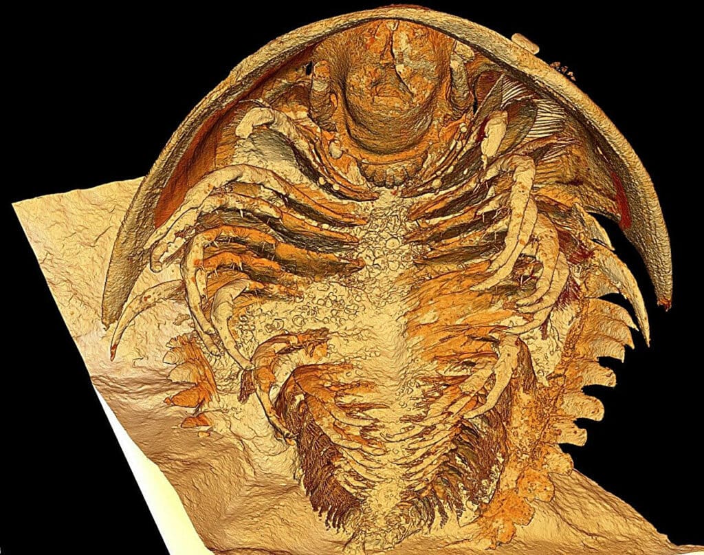 Microtomographic reconstruction of the trilobite Gigoutella mauretanica in ventral view.