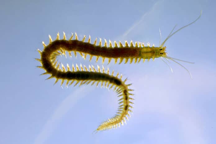 Juvenile worm of the species Platynereis dumerilii.