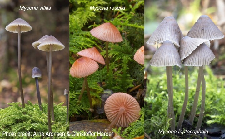 Image showing Mycena mushrooms exhibit extensive genomic expansion, encompassing not only the genes facilitating plant invasion, carbon breakdown, and interaction, but also those with yet unknown but likely significant functions.