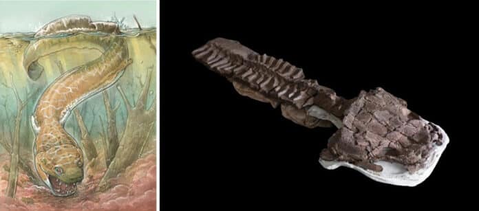 Left: Artist’s rendering of Gaiasia jennyae. Credit: Gabriel Lio. Right: Skeleton, including the skull and backbone, of Gaiasia jennyae. Credit: C. Marsicano.
