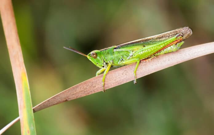 green grasshopper on a dried leaf
