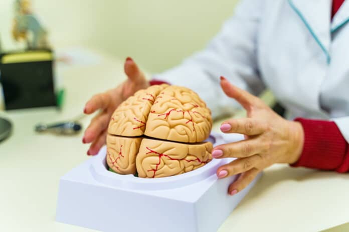 Human brain model on the table
