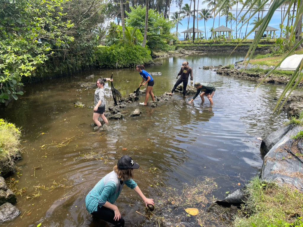 Local high school students from the Project Hōkūlani STEM internship program, who assisted with this study, are clearing sediment and debris at Kaumaui loko iʻa to create more habitat and allow sufficient water flow.