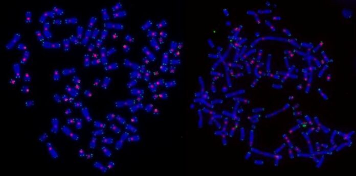 DNA damage on chromosomes