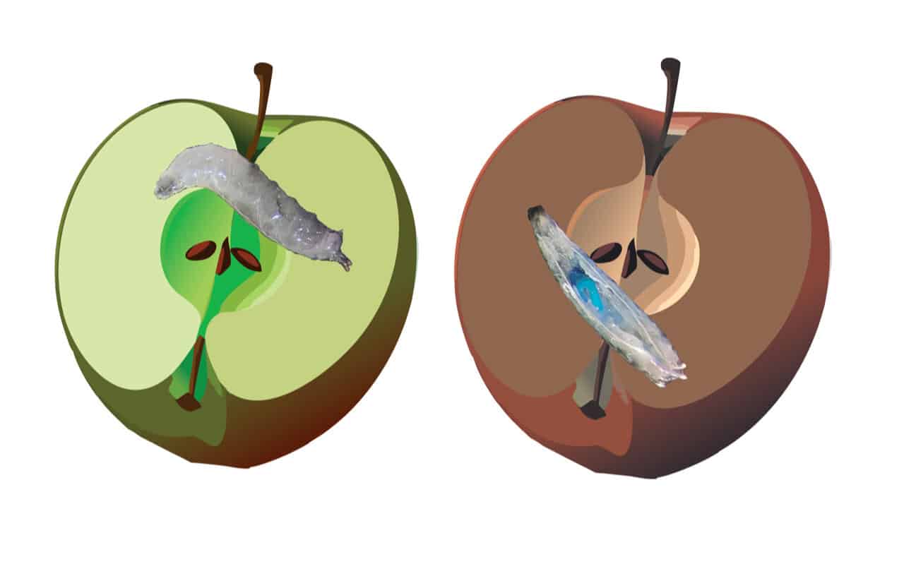 rotting fruit compared to fresh fruit.