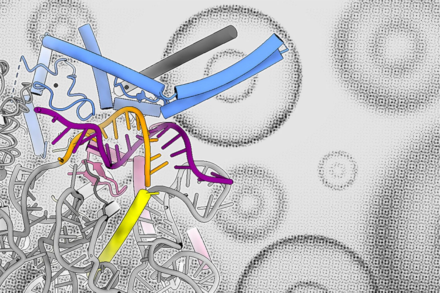 New type of control over RNA splicing discovered