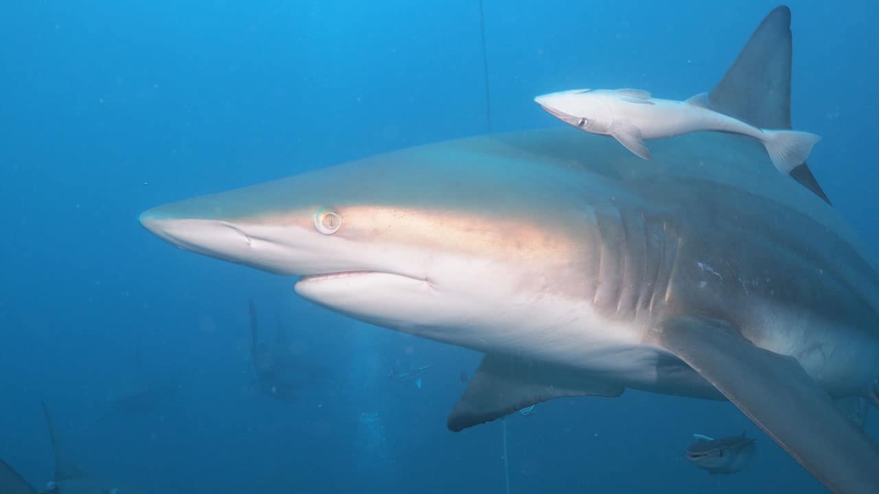 Oceanic blacktip shark, Protea Banks, South Africa.